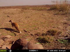 Cynictis penicillata penicillata