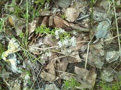 Gypsophila fastigiata