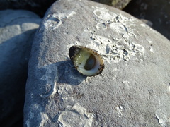 Nerita albicilla