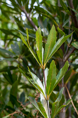Brabejum stellatifolium