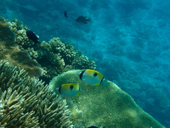 Chaetodon unimaculatus