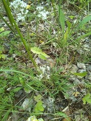 Gypsophila fastigiata