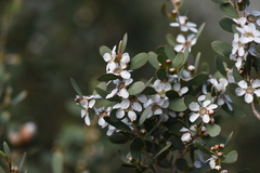 Leptospermum laevigatum