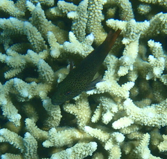 Paracirrhites forsteri