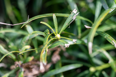 Podocarpus