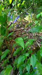 Rhynchoglossum obliquum