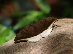 Tanaecia lepidea