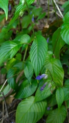 Rhynchoglossum obliquum