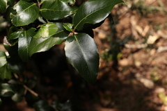 Denhamia bilocularis