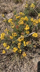 Lasiosiphon capitatus