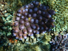 Acropora gemmifera