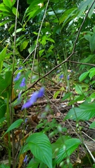 Rhynchoglossum obliquum