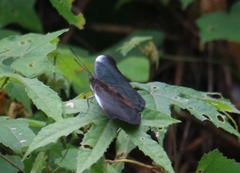 Dophla evelina