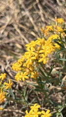 Lasiosiphon capitatus