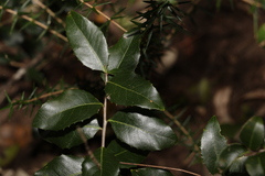 Denhamia bilocularis