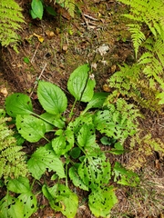 Rugelia nudicaulis