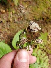 Rugelia nudicaulis