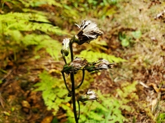 Rugelia nudicaulis