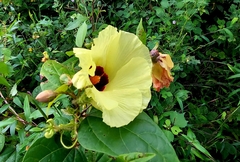 Azanza lampas