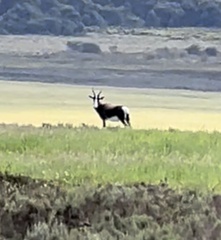 Damaliscus pygargus pygargus