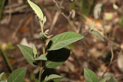 Solanum nemophilum