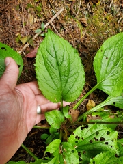 Rugelia nudicaulis