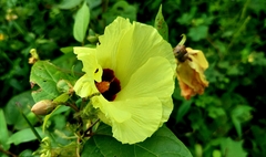 Azanza lampas