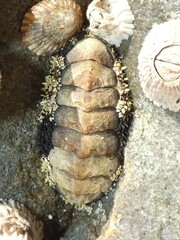 Acanthopleura gemmata