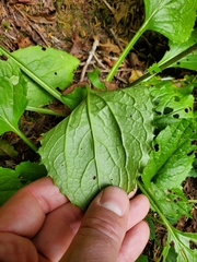 Rugelia nudicaulis