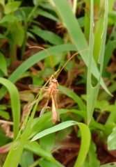 Enicospilus americanus-complex