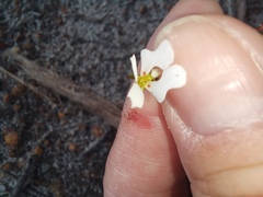 Stylidium calcaratum