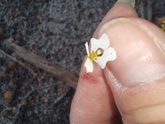Stylidium calcaratum