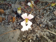 Stylidium calcaratum