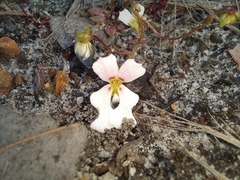 Stylidium calcaratum