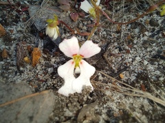 Stylidium calcaratum
