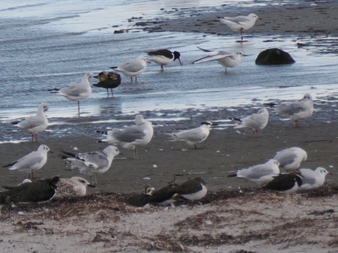 Sandwich Tern