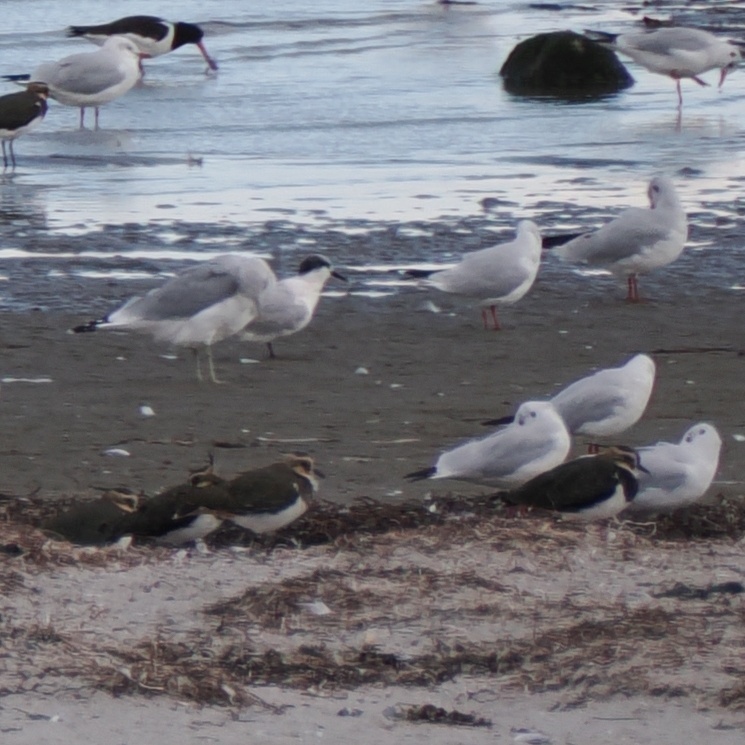 Sandwich Tern