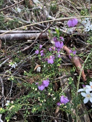Tetratheca pilosa