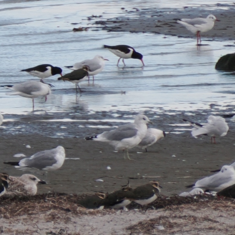 Sandwich Tern