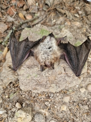Myotis daubentonii