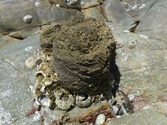 Pyura praeputialis