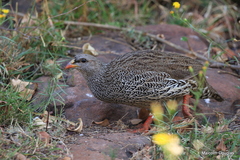 Pternistis natalensis
