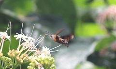 Macroglossum