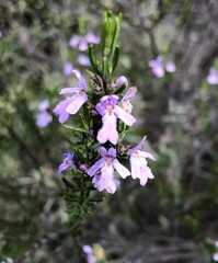 Westringia eremicola