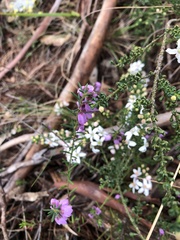 Tetratheca pilosa
