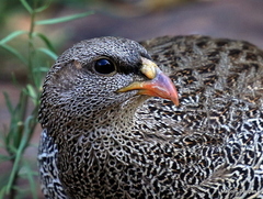 Pternistis natalensis