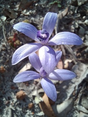 Cyanicula sericea