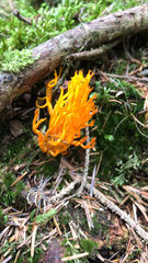 Calocera viscosa