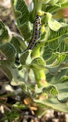 Danaus chrysippus orientis