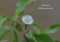 Eclipta prostrata